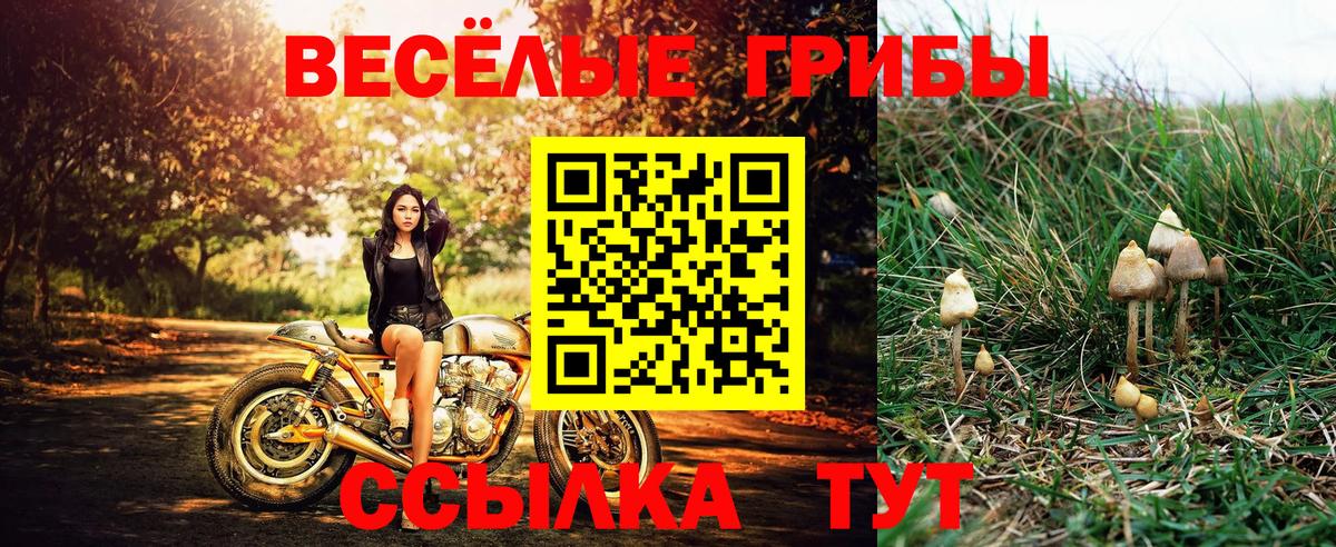 наркота  Вход с VPN  Ступино  Псилоцибиновые грибы Psilocybine cubensis 